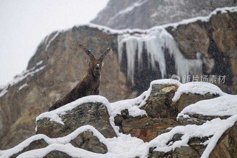 意大利valsavarenche Val D 'aosta，高山野山羊在冬季下雪环境中的大雄性